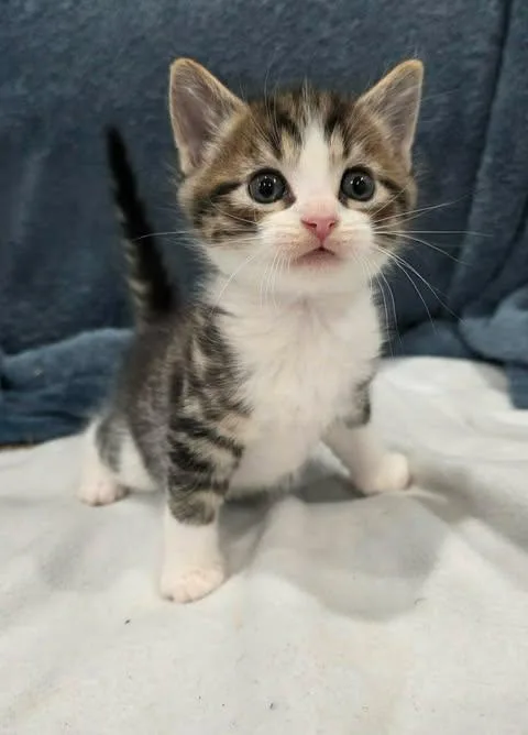 A baby medium-sized male Tabby (Brown / Chocolate) Domestic Short Hair cat named Afleet for adoption in New York, NY