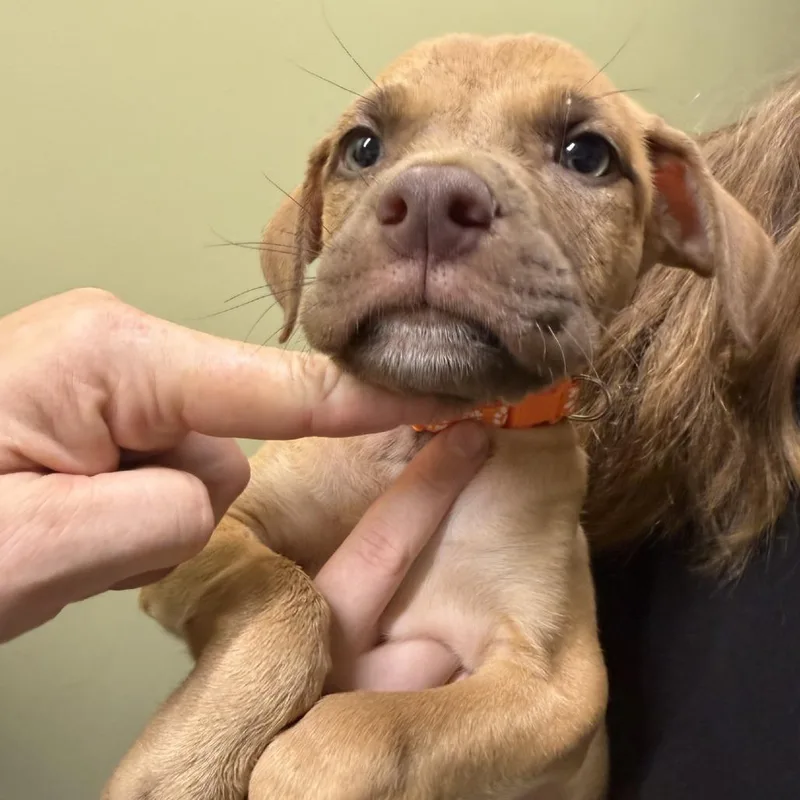 A young small-sized male Mixed Breed dog named Phineas for adoption in Blue Ridge, GA