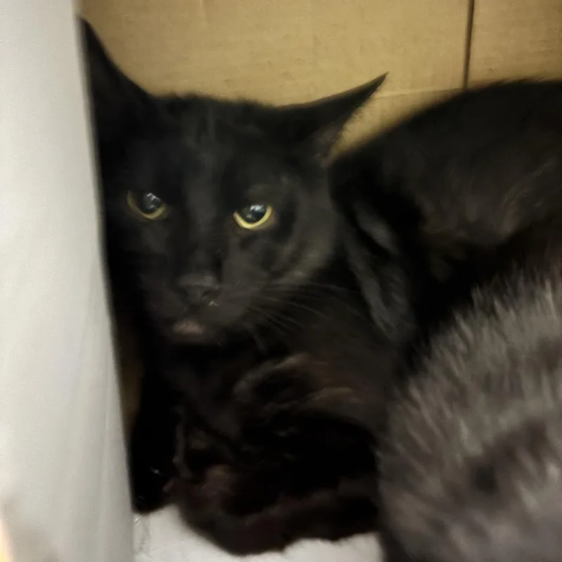 An adult medium-sized male Black Domestic Short Hair cat named Jonathan for adoption in Tacoma, WA