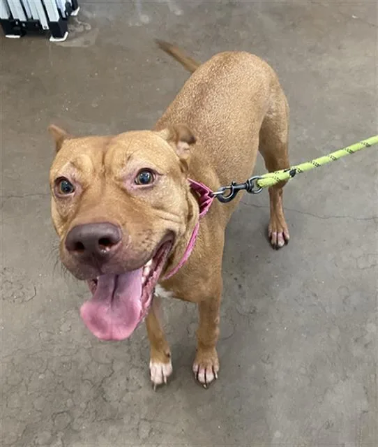 A young large-sized female Mixed Breed dog named Bella for adoption in Dallas, TX