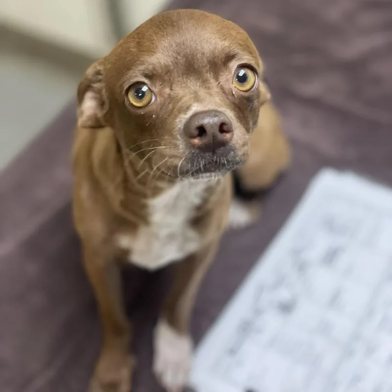 An adult small-sized female Chihuahua dog named Spaghetti for adoption in Riverside, CA