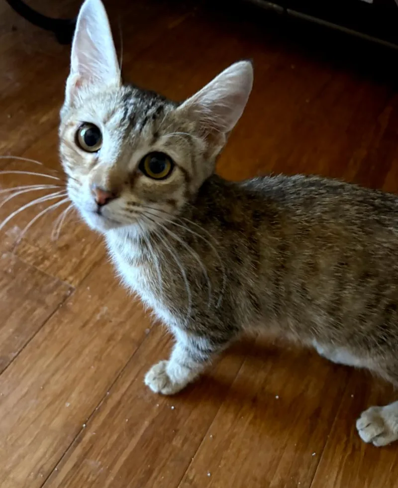 A young medium-sized female Domestic Short Hair cat named Cuddles for adoption in Phoenix, AZ