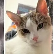 A young small-sized female Buff & White Domestic Short Hair cat named Maggie for adoption in Brooklyn, NY
