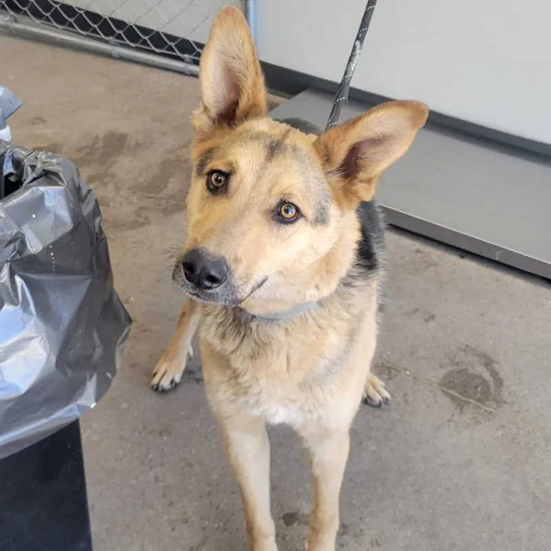 An adult medium-sized male Mixed Breed dog named Max for adoption in Las Cruces, NM