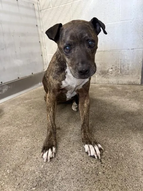 A young medium-sized female Pit Bull Terrier dog named Penelope for adoption in San Bernardino, CA