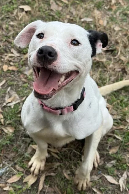 An adult medium-sized female American Staffordshire Terrier dog named Layla for adoption in San Antonio, TX