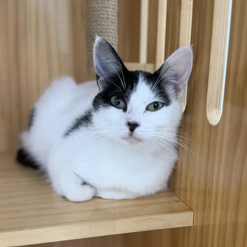 A young medium-sized female Domestic Short Hair cat named Maybelle for adoption in Portage, MI