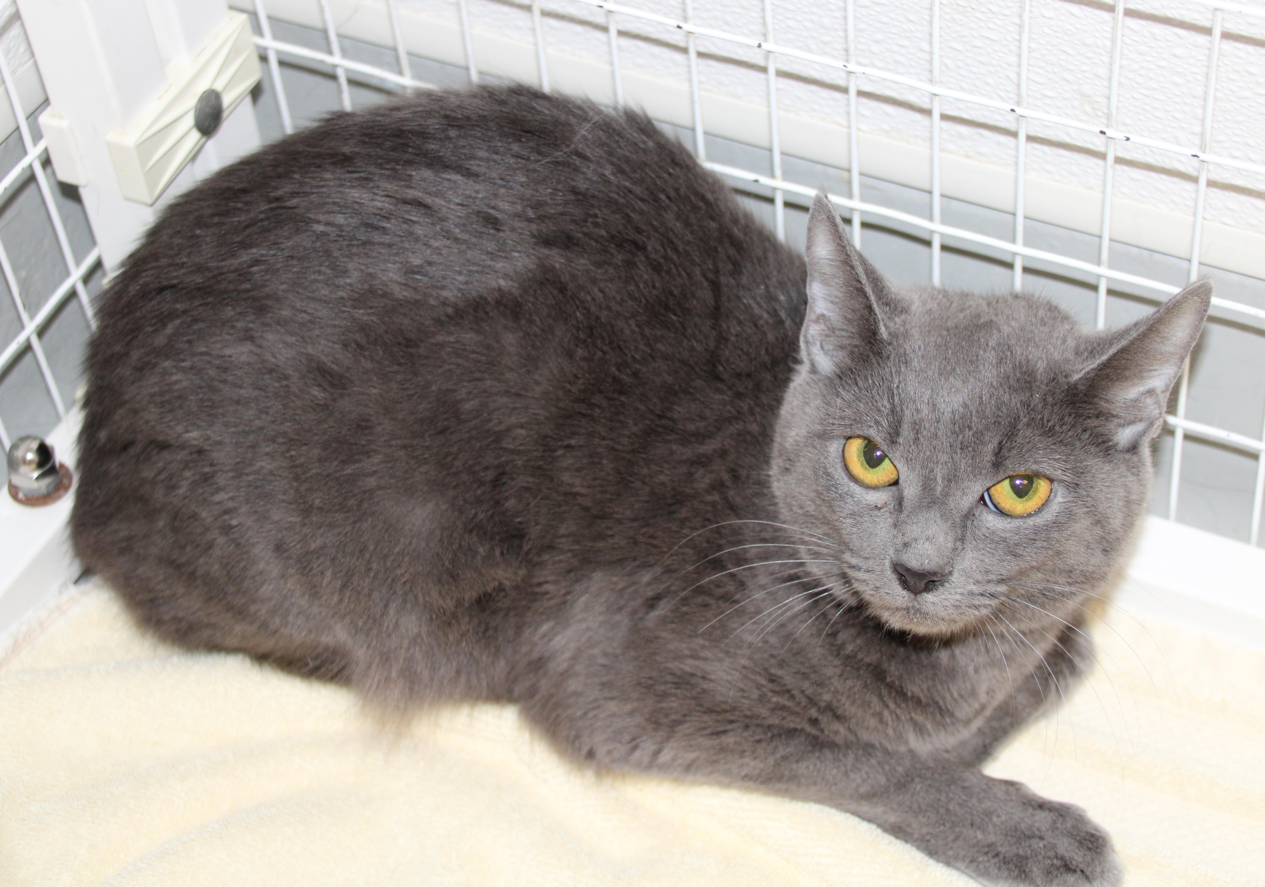 A young medium-sized female Gray / Blue / Silver Domestic Short Hair cat named Windy for adoption in Medfield, MA