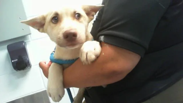 A baby small-sized male Husky dog named Blackjack for adoption in Charlotte, NC