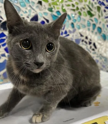 A young medium-sized female Domestic Short Hair cat named Dottie for adoption in Pensacola, FL