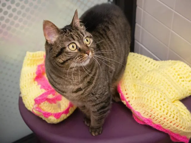 A senior small-sized female Domestic Short Hair cat named Jersey for adoption in Omaha, NE