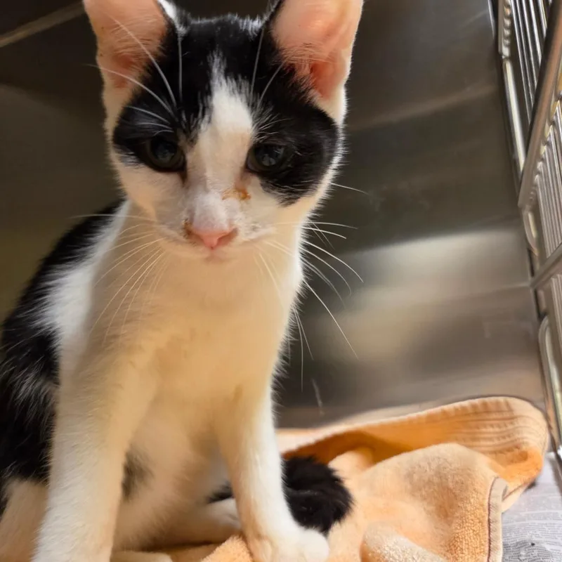 A young medium-sized male Black Domestic Short Hair cat named Snickers for adoption in Asheville, NC