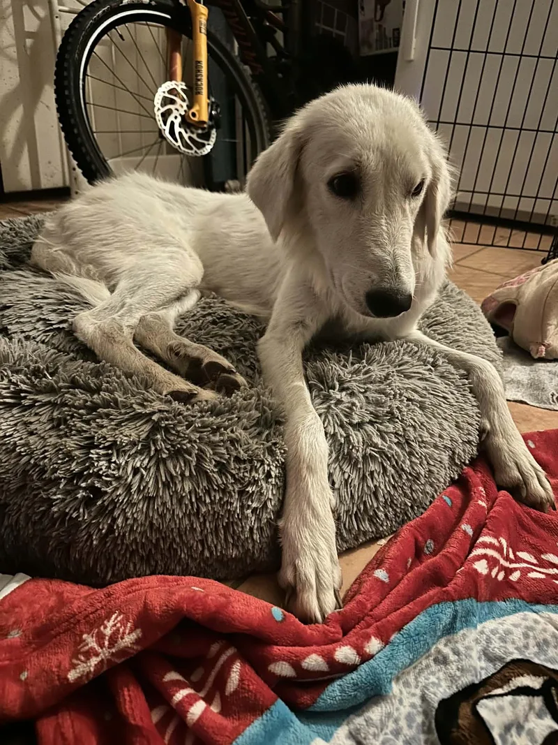 A young large-sized female Great Pyrenees dog named Willow SAT for adoption in Quinlan, TX
