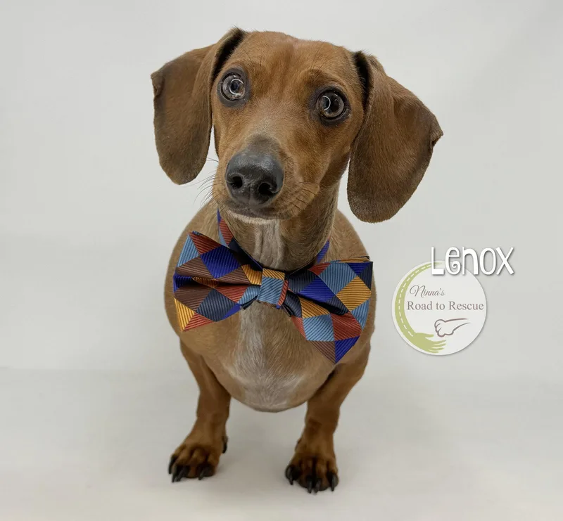 An adult small-sized male Dachshund dog named Lenox for adoption in Benton, LA