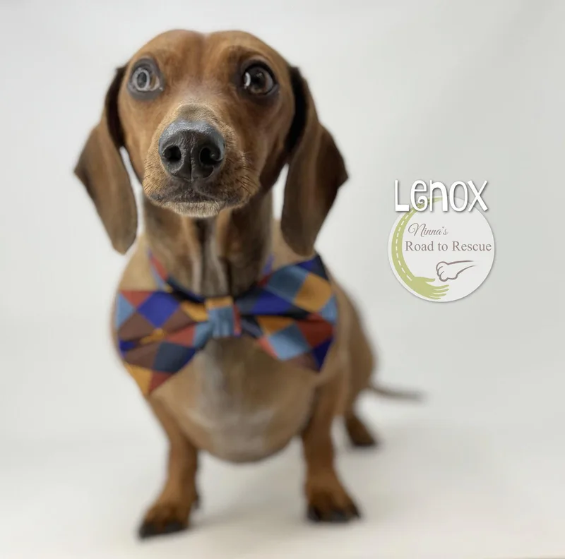Lenox thumbnail 3