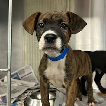 A baby small-sized male Brindle Mixed Breed dog named Malcom for adoption in Knoxville, TN