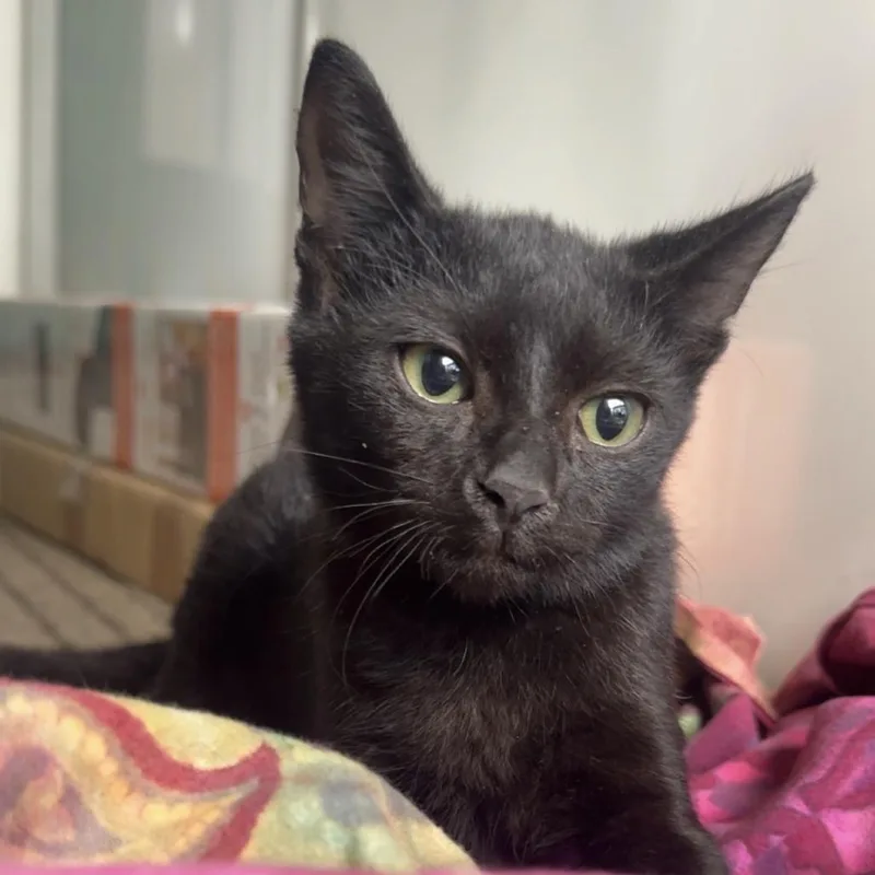A baby small-sized male Black Domestic Short Hair cat named Tango for adoption in Jupiter, FL