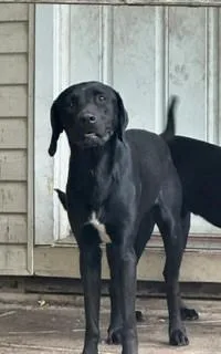 A young medium-sized male Labrador Retriever dog named Forest for adoption in Lake Wylie, SC