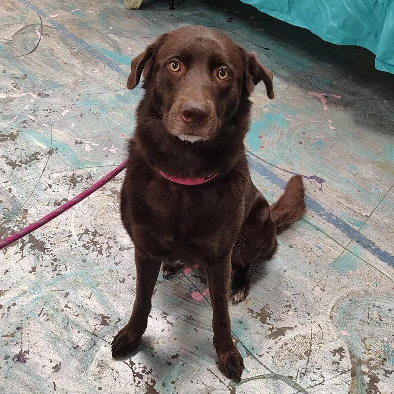 An adult small-sized female Brown / Chocolate Chocolate Labrador Retriever dog named Bella for adoption in Coos Bay, OR