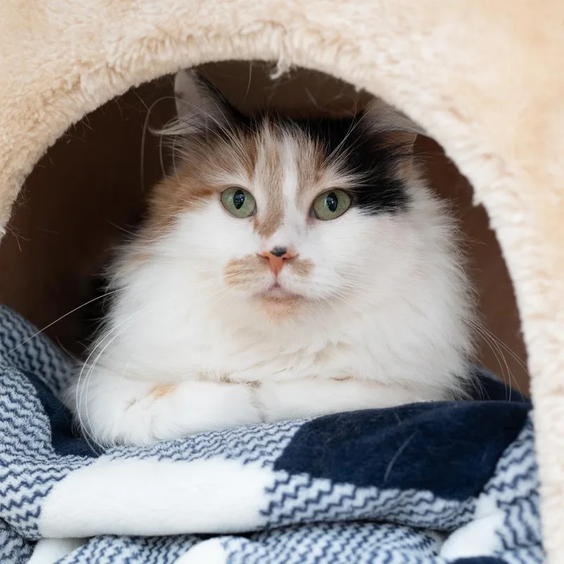 A young small-sized female Domestic Medium Hair cat named Opal for adoption in Los Angeles, CA