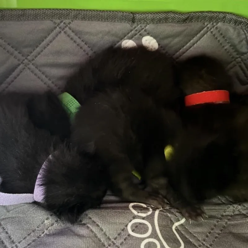 A baby small-sized male Black Domestic Short Hair cat named Ginsburg for adoption in Monroe, MI