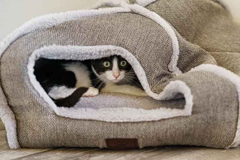 A baby medium-sized male Black & White / Tuxedo Tuxedo cat named William for adoption in LAMPASAS, TX