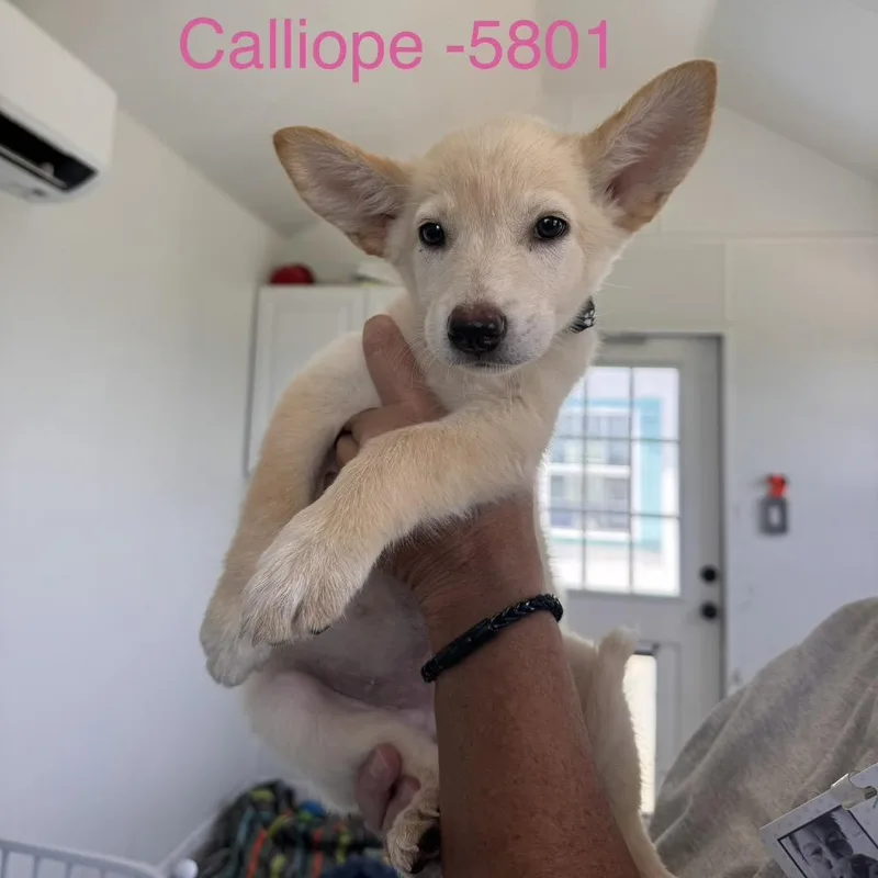 A baby medium-sized female Apricot / Beige Mixed Breed dog named Calliope for adoption in Tacoma, WA