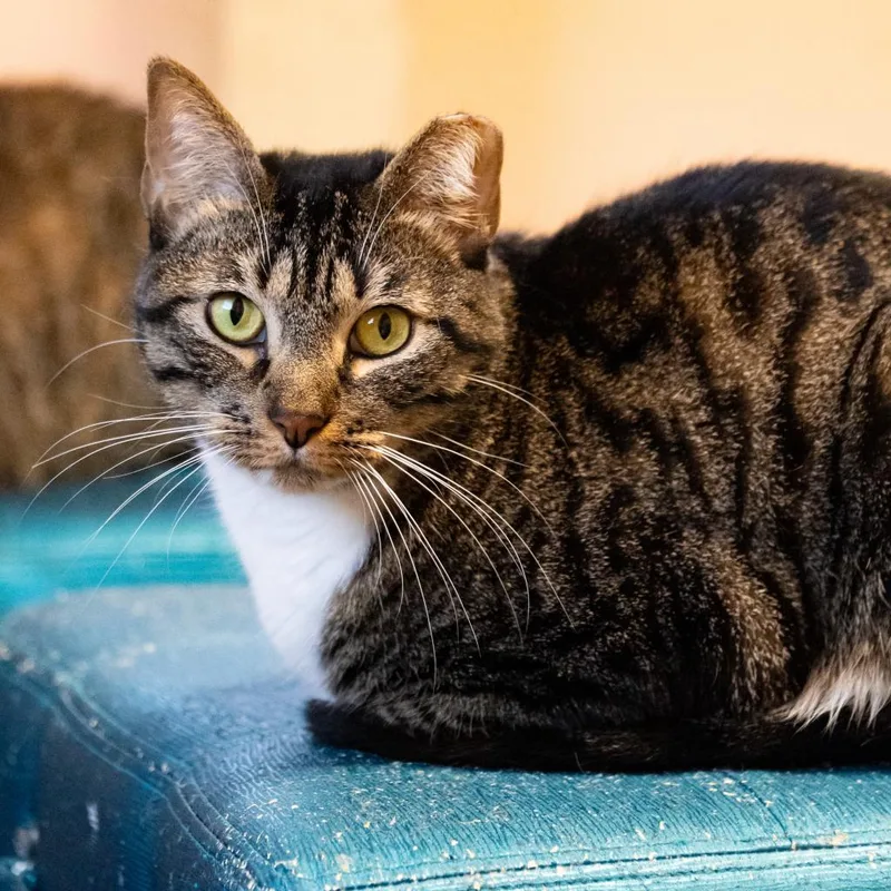An adult large-sized female Brown / Chocolate Domestic Short Hair cat named Cornbread Stuffing for adoption in Port Richey, FL