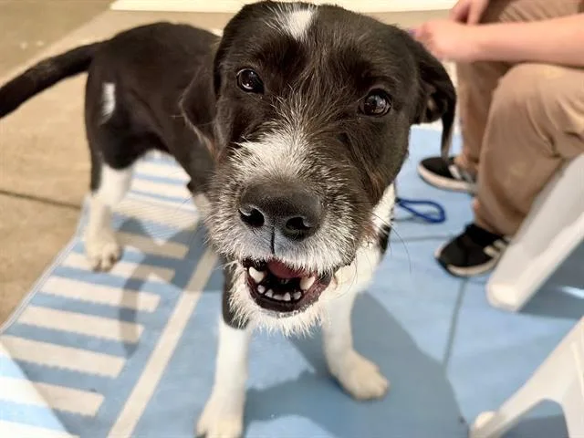 A young medium-sized female Giant Schnauzer dog named Sweet Pea for adoption in Santa Rosa, CA