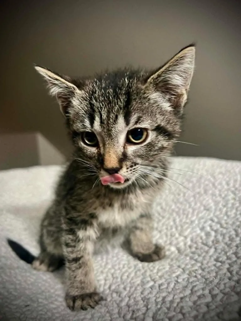 A baby small-sized male Domestic Short Hair cat named Nuggetron Mcfife for adoption in Detroit, MI