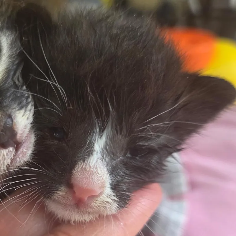 Smushy thumbnail 2