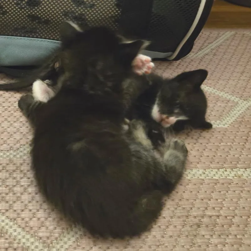 Smushy thumbnail 3
