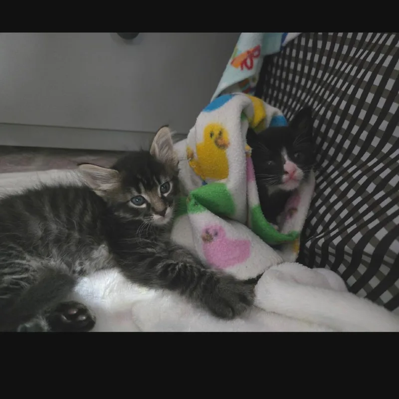 Smushy thumbnail 4