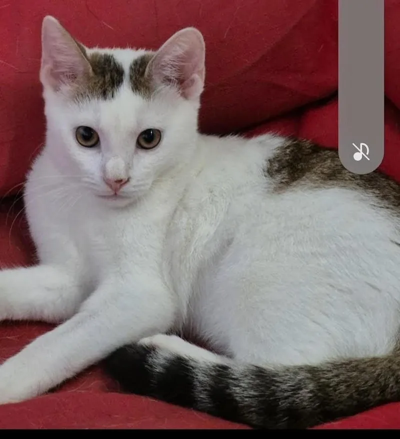 A young medium-sized female British Shorthair cat named Mimi for adoption in Little Falls, NJ