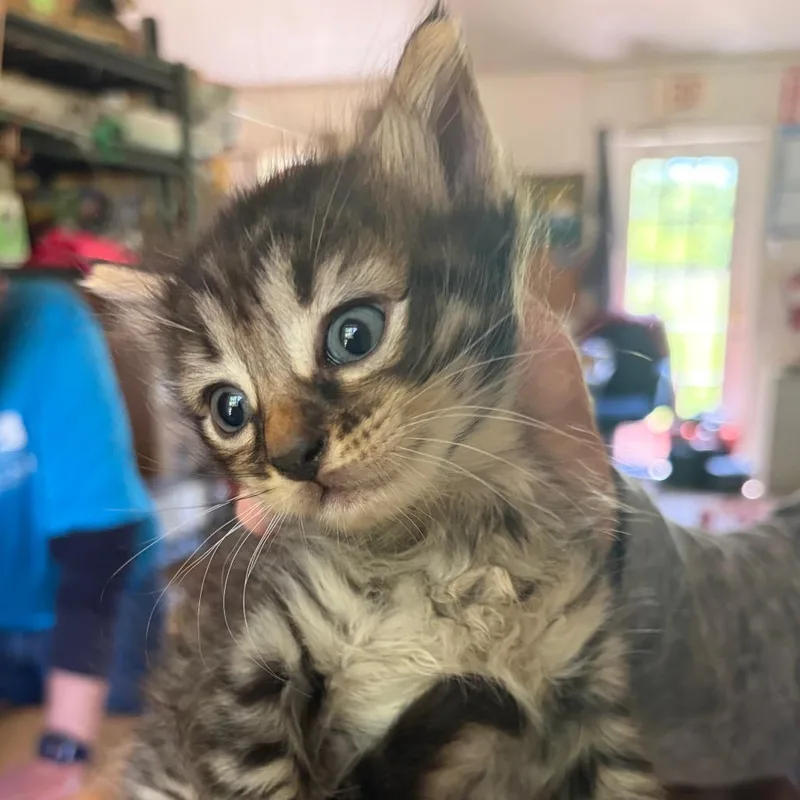 A baby small-sized male Brown / Chocolate Domestic Medium Hair cat named Tom for adoption in Waldorf, MD