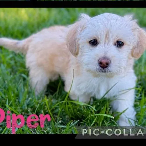 A baby small-sized female Yellow / Tan / Blond / Fawn Chihuahua dog named Piper for adoption in Orangevale, CA