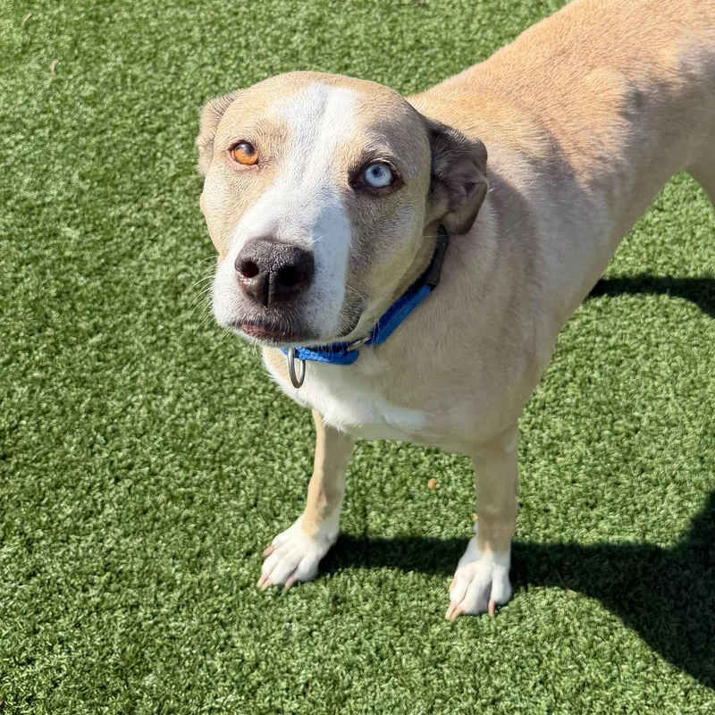 An adult medium-sized male Husky dog named Audio for adoption in Houston, TX