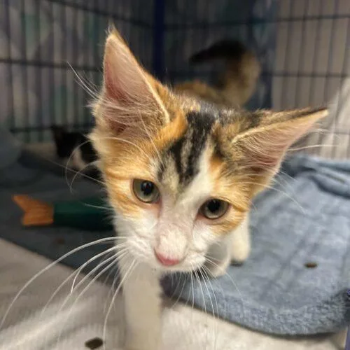 A baby small-sized female Calico Domestic Short Hair cat named Christine for adoption in Burlington, IA