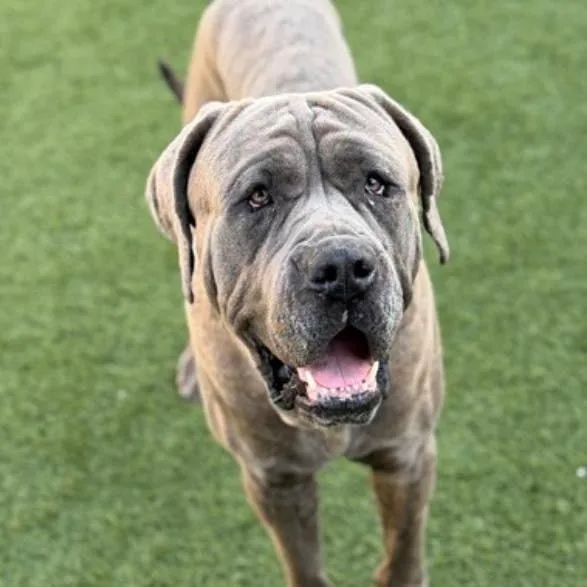 An adult extra large-sized male Brindle Mastiff dog named Baby Huey for adoption in Apple Valley, CA