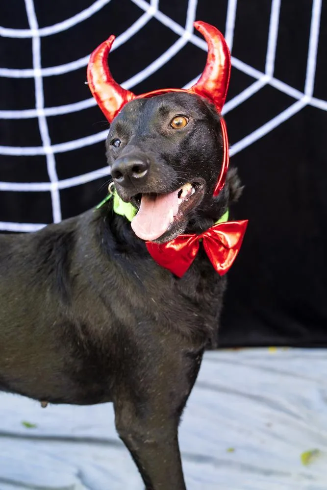 Geoffrey thumbnail 2