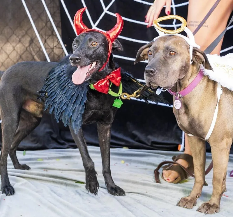 Geoffrey thumbnail 3