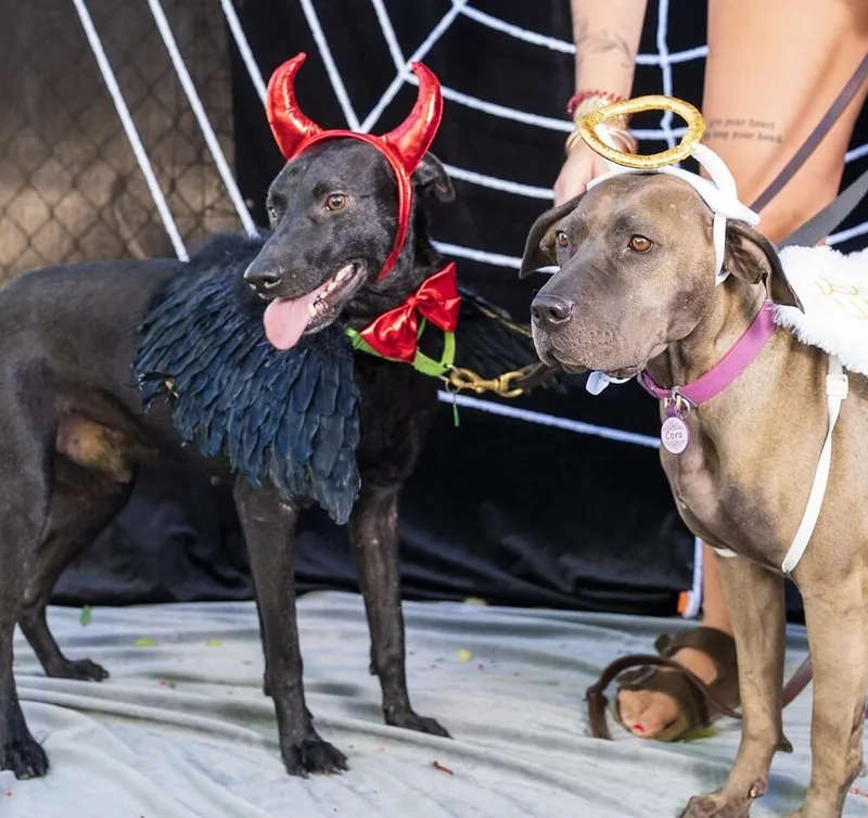 Geoffrey thumbnail 4