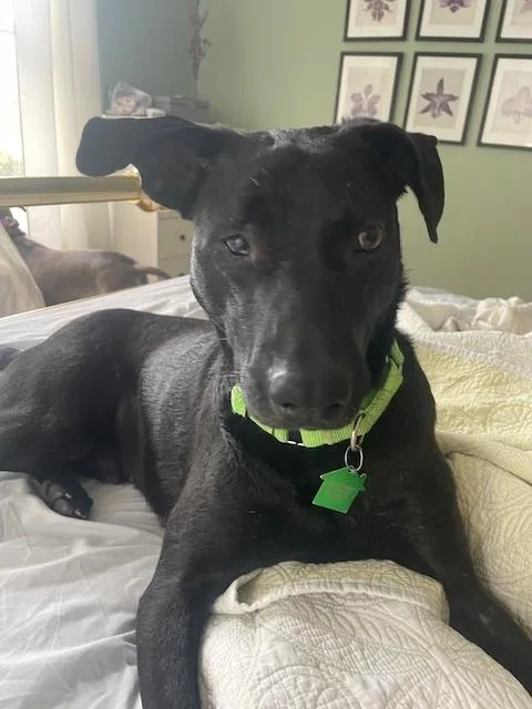 Geoffrey thumbnail 5