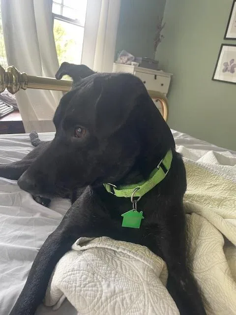 Geoffrey thumbnail 6