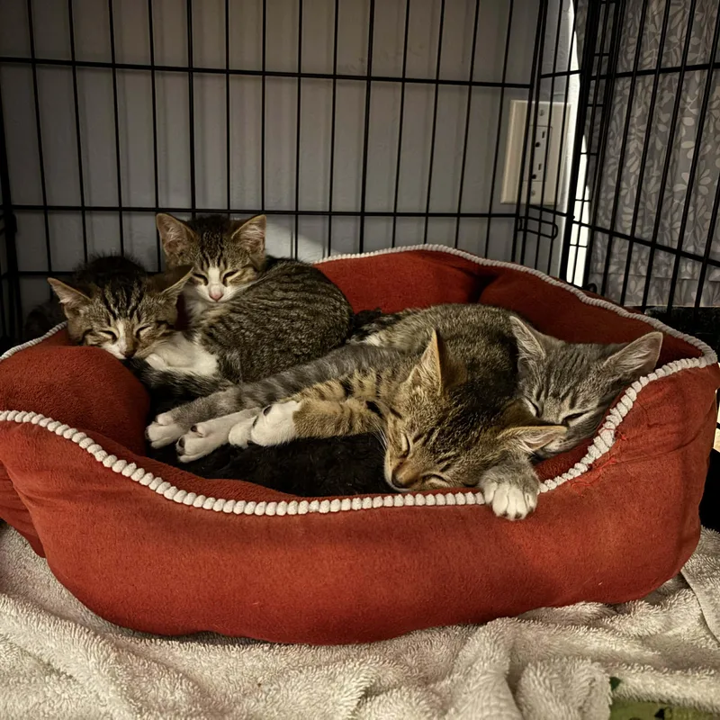 Grasshopper thumbnail 2