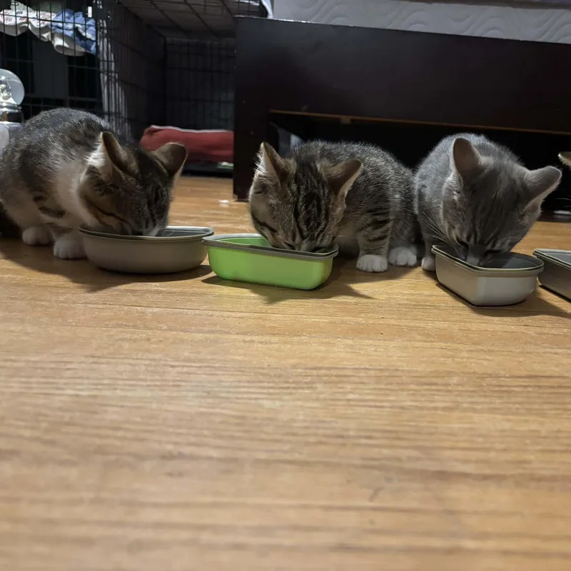 Grasshopper thumbnail 3