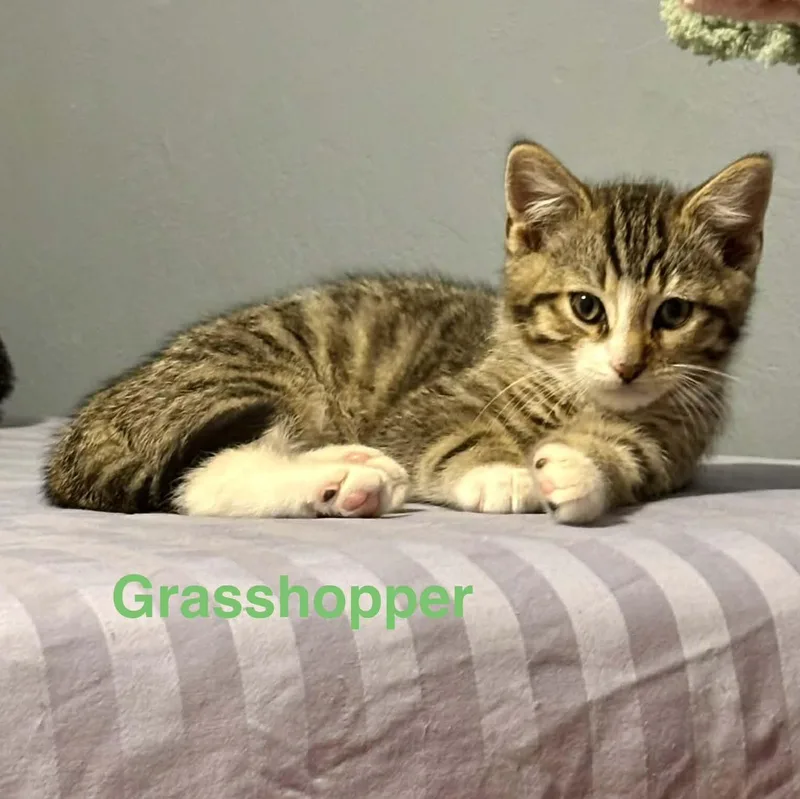 Grasshopper thumbnail 4