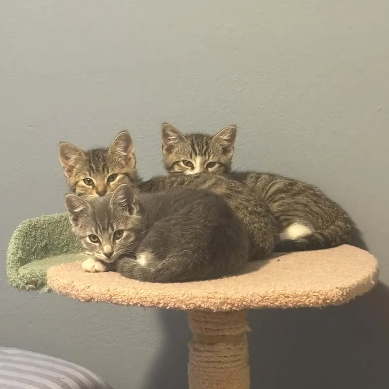 Grasshopper thumbnail 5