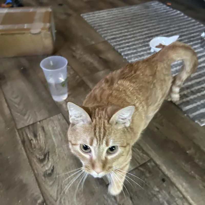 An adult large-sized male Orange & White Domestic Short Hair cat named Theodore for adoption in Richmond, VA