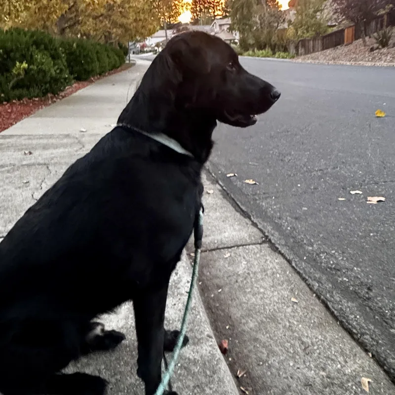 A young large-sized male Black Labrador Retriever dog named Roro for adoption in San Francisco, CA